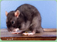 rat control Northam